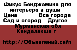 Фикус Бенджамина для интерьера и души › Цена ­ 2 900 - Все города Сад и огород » Другое   . Мурманская обл.,Кандалакша г.